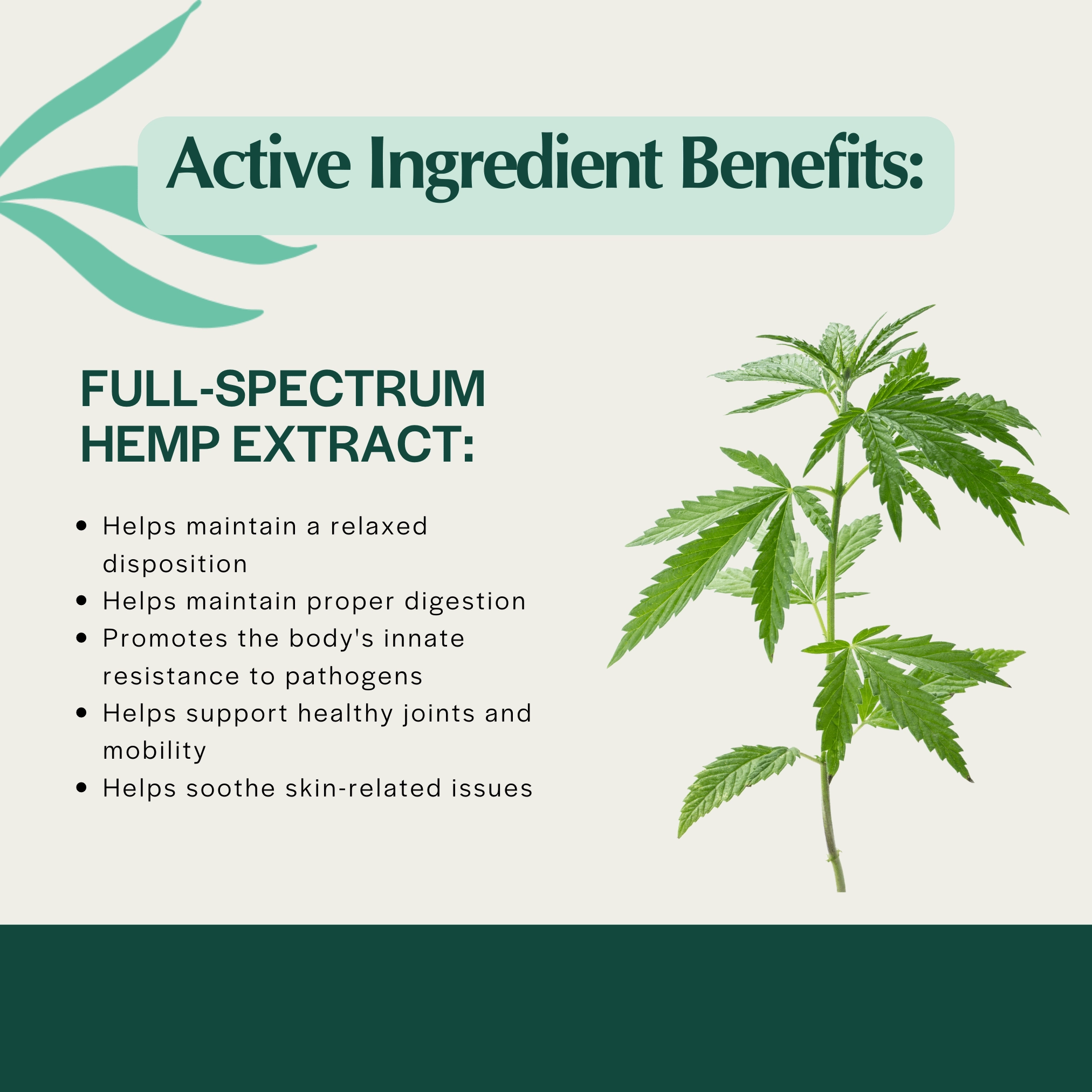 Pet Releaf Daily Releaf 200mg Hemp Oil for Medium Dogs